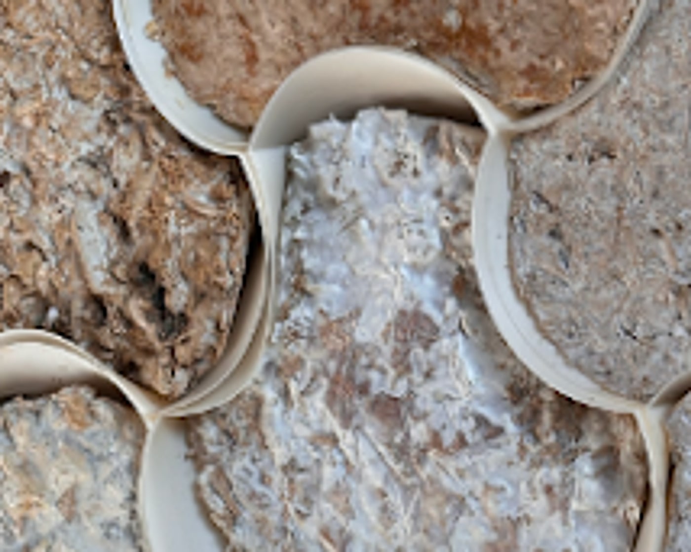 Mycelium grown into interlocking tile moulds, each panel a different density and colour.